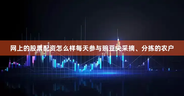 网上的股票配资怎么样每天参与豌豆尖采摘、分拣的农户
